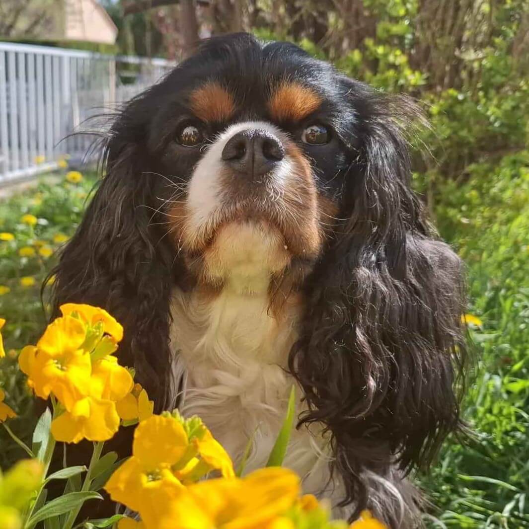Taïko : Cavalier King Charles - 3ans - bien éduqué